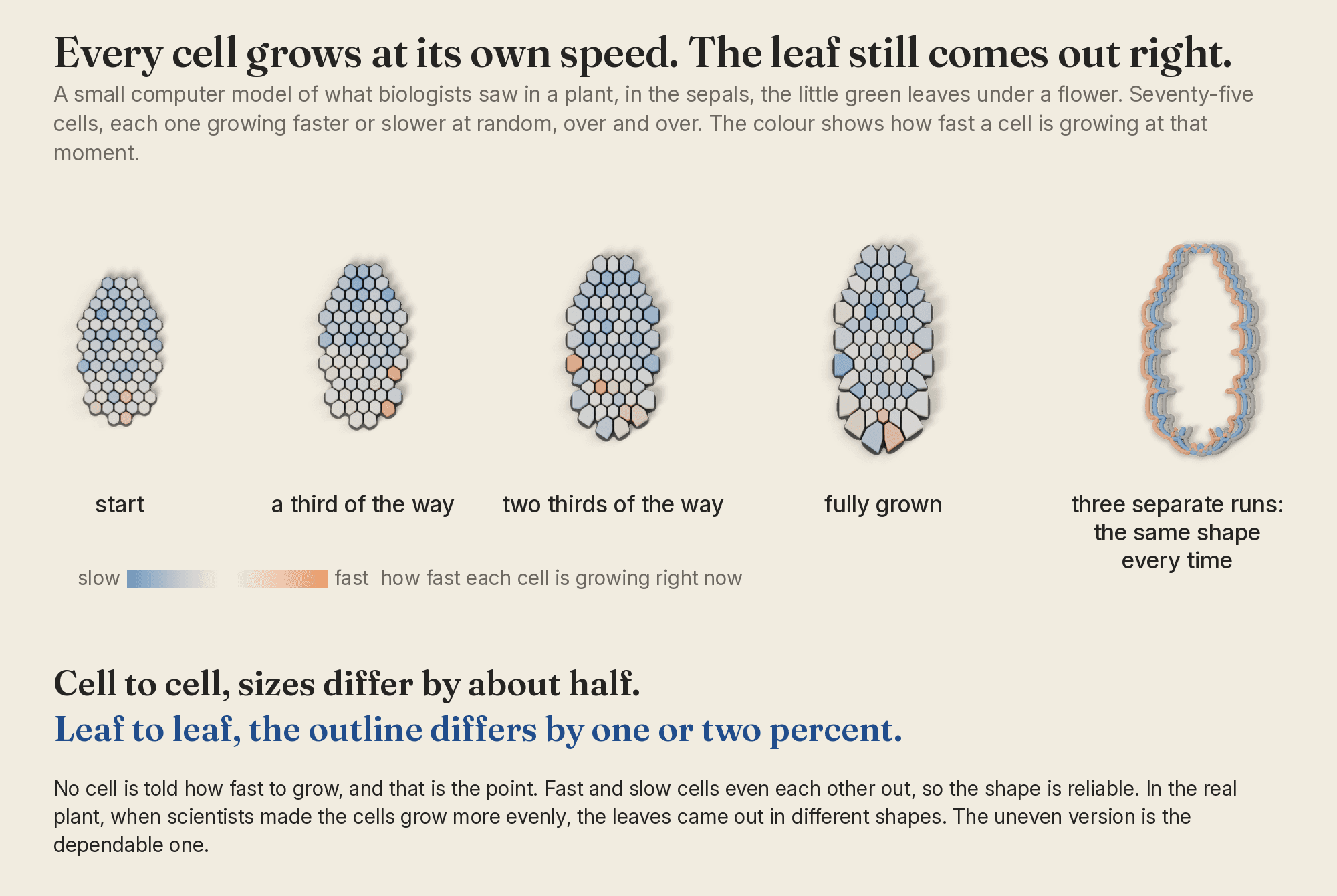 A toy model of what Hamant's field found in a plant: seventy-five cells, each growing faster or slower at random, and a sepal that comes out the same shape every time. In the real plant, when the cells were made to grow more evenly, the sepals came out in different shapes. Not the paper's model; a small simulation that runs its mechanism.